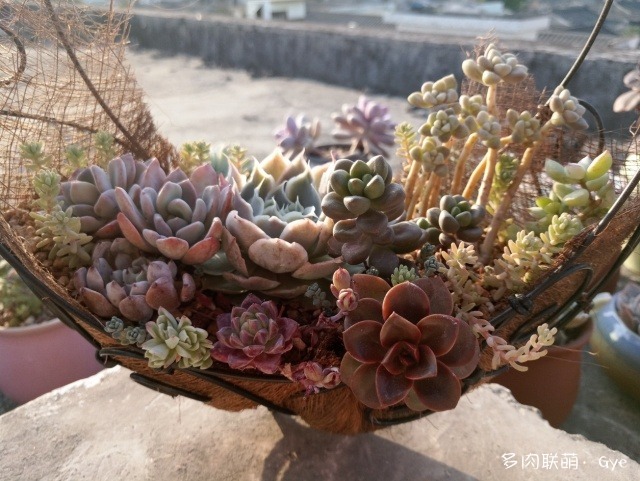 月亮石多肉好養嗎_多肉月亮石還叫什么名字_月亮石多肉繁殖