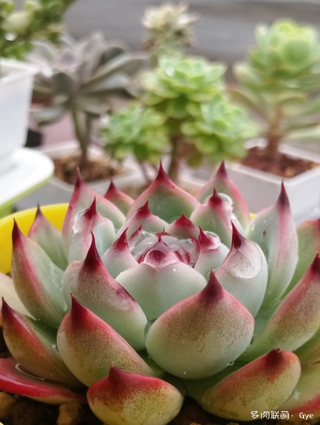 月亮石多肉繁殖_多肉月亮石還叫什么名字_月亮石多肉好養嗎