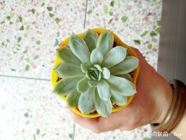 多肉月亮石還叫什么名字_月亮石多肉好養嗎_月亮石多肉繁殖