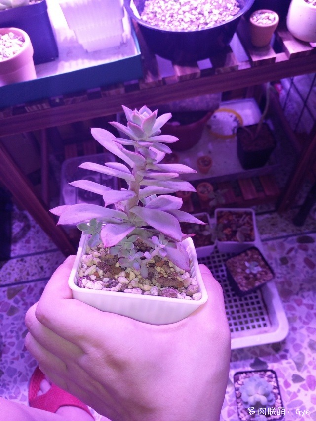 月亮石多肉繁殖_多肉月亮石還叫什么名字_月亮石多肉好養嗎