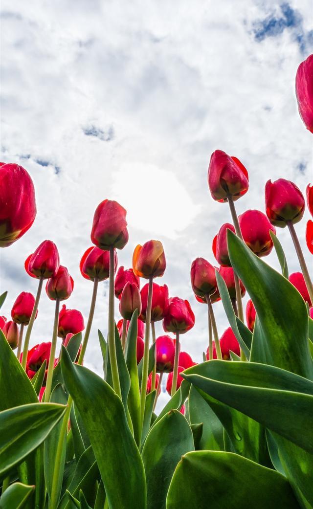 送給語祝福媽媽的話簡短_三八送給媽媽的祝福語_送給語祝福媽媽的話語