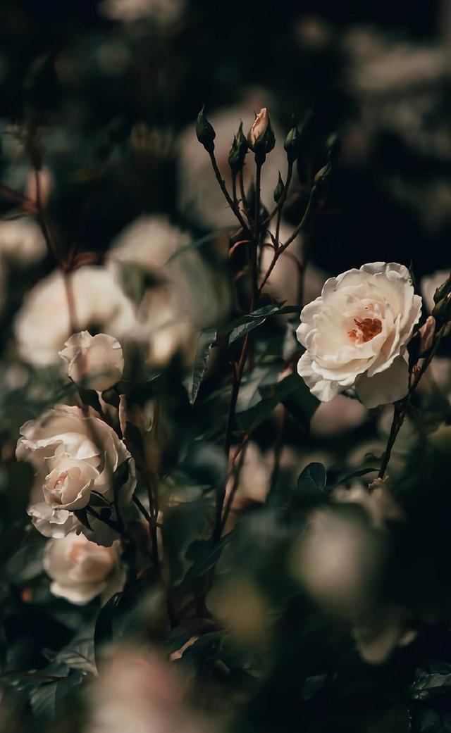 送給語祝福媽媽的話簡短_三八送給媽媽的祝福語_送給語祝福媽媽的話語