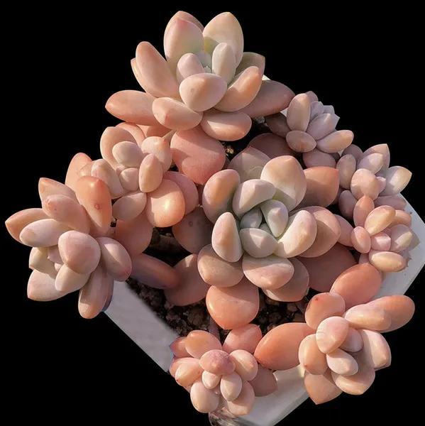 喜歡多肉，怎能不養6種“香多肉”，好看還好養，養在家里滿室香