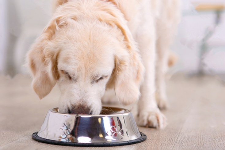 狗吃月食_一個月大的小狗吃什么_大狗吃幼犬糧會怎么樣