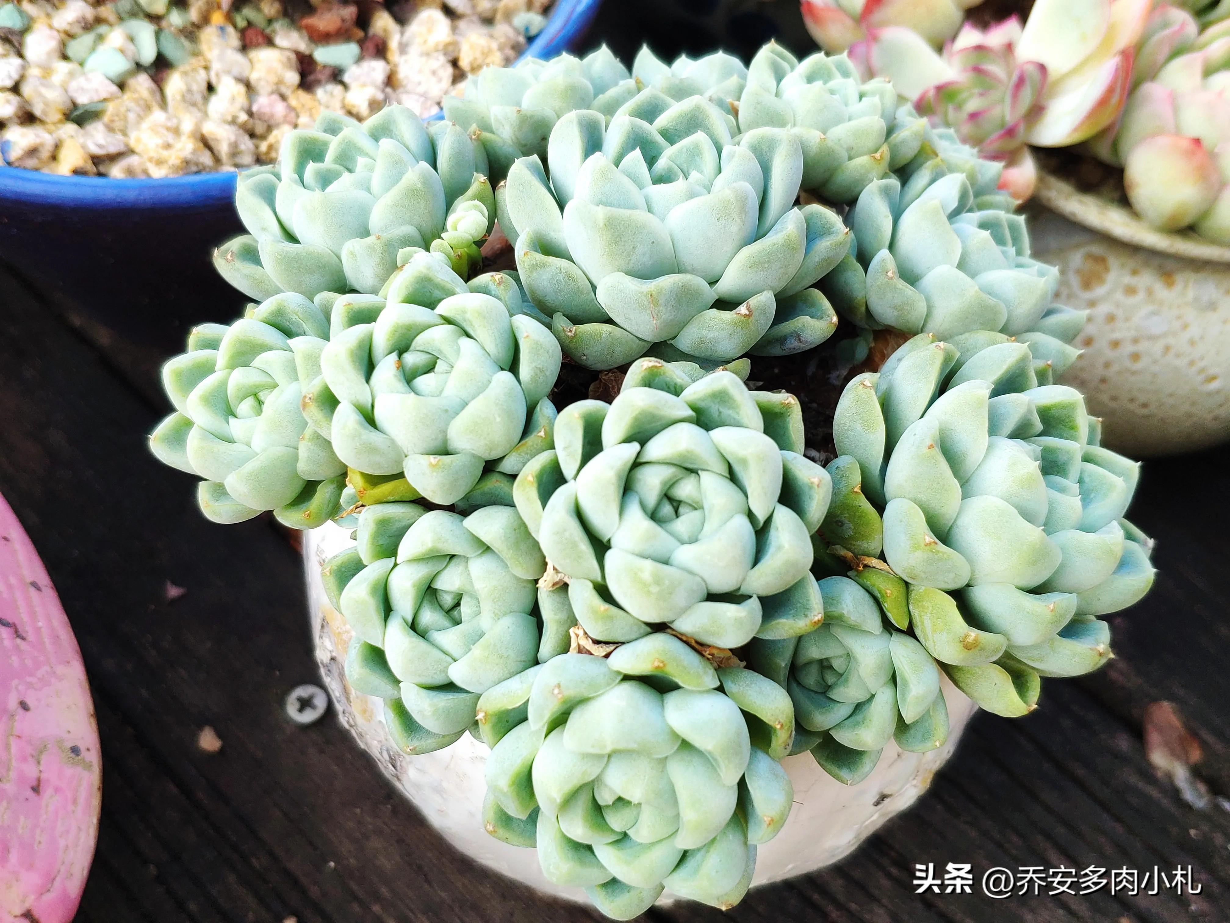 香水洛神多肉養護方法_香水洛神多肉有毒嗎_香水洛神多肉