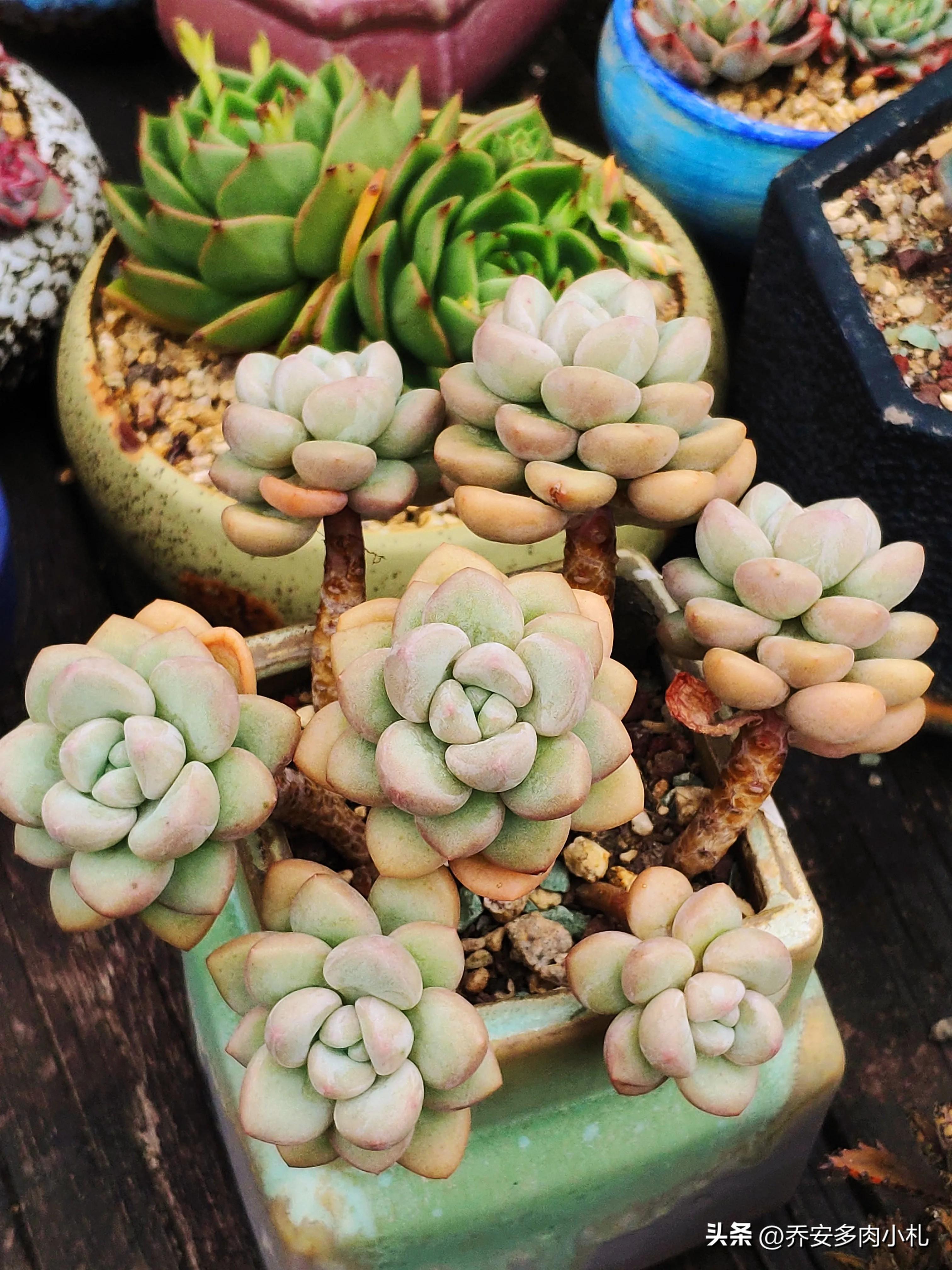 香水洛神多肉_香水洛神多肉有毒嗎_香水洛神多肉養護方法