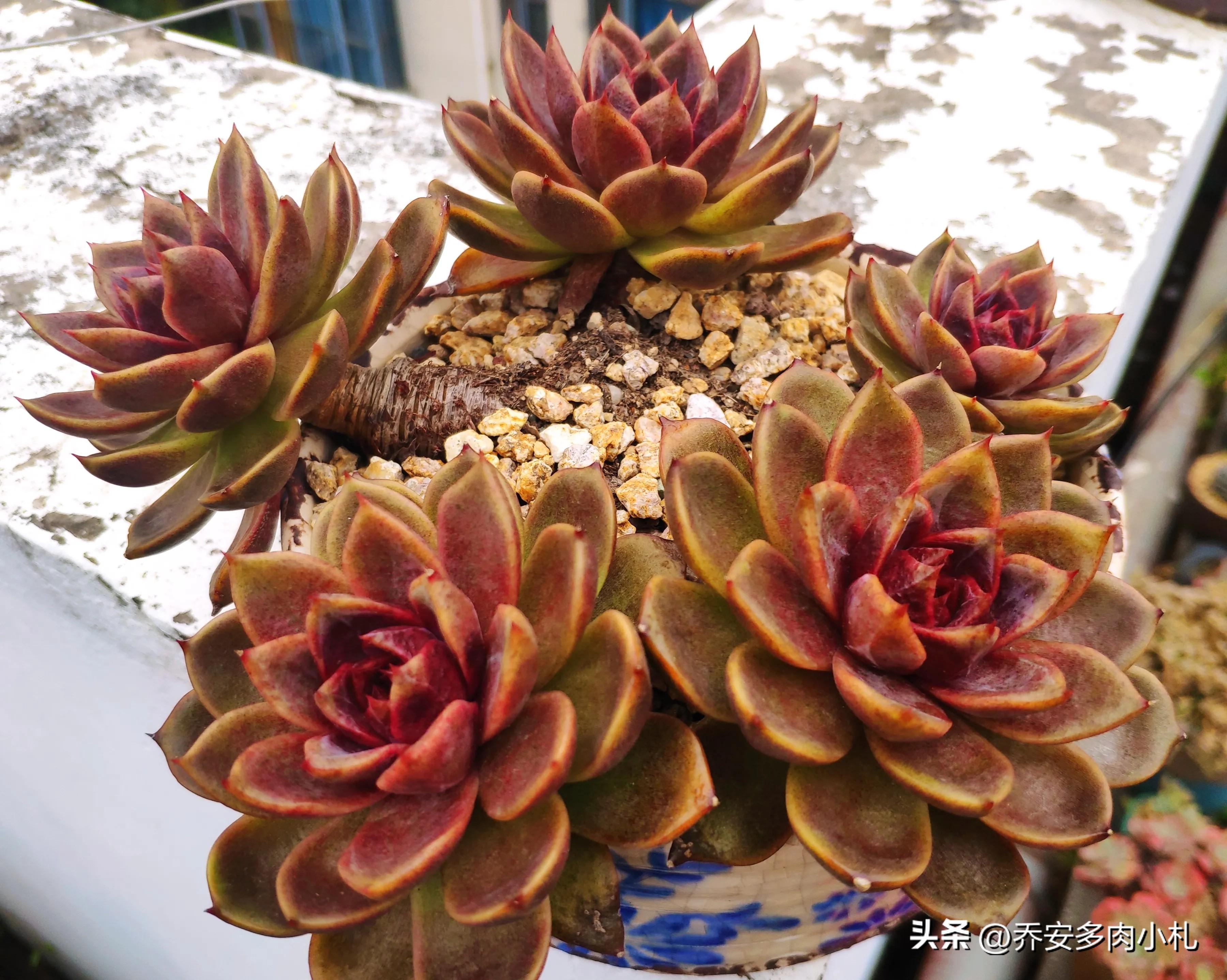 香水洛神多肉有毒嗎_香水洛神多肉養護方法_香水洛神多肉