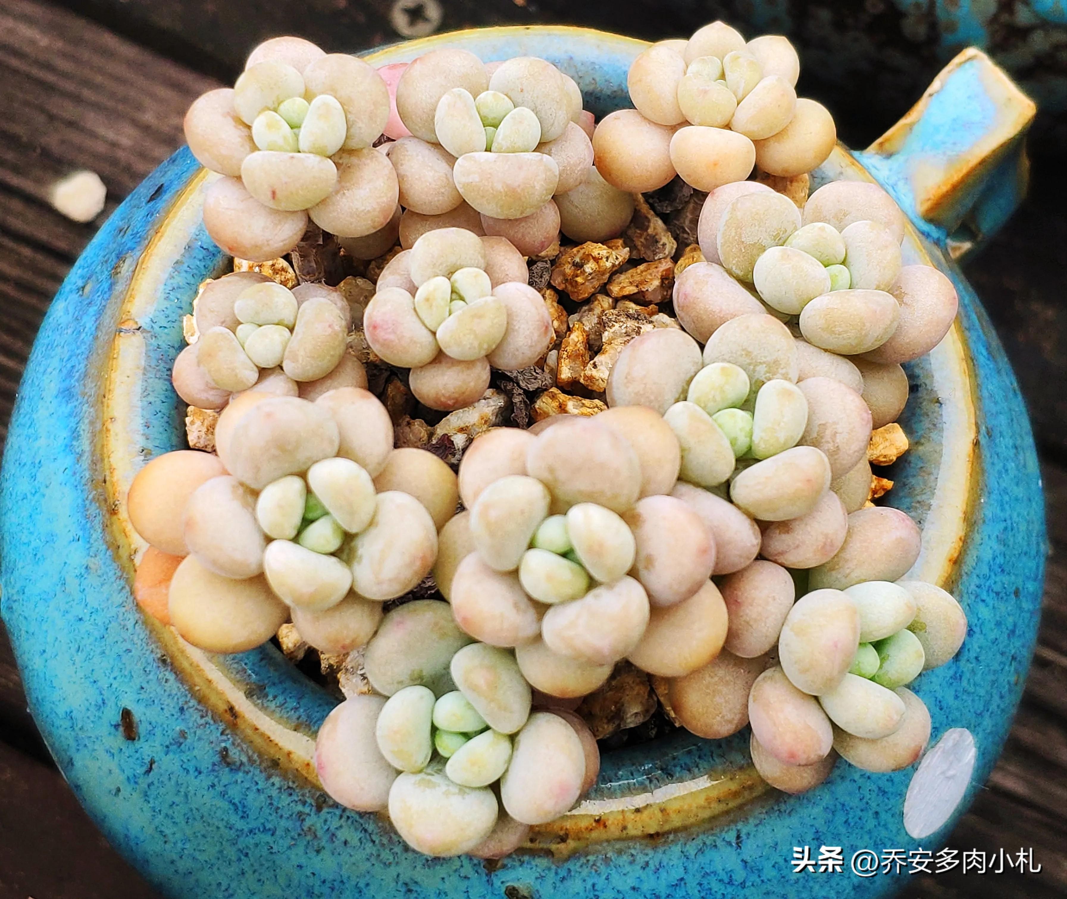 香水洛神多肉有毒嗎_香水洛神多肉養護方法_香水洛神多肉