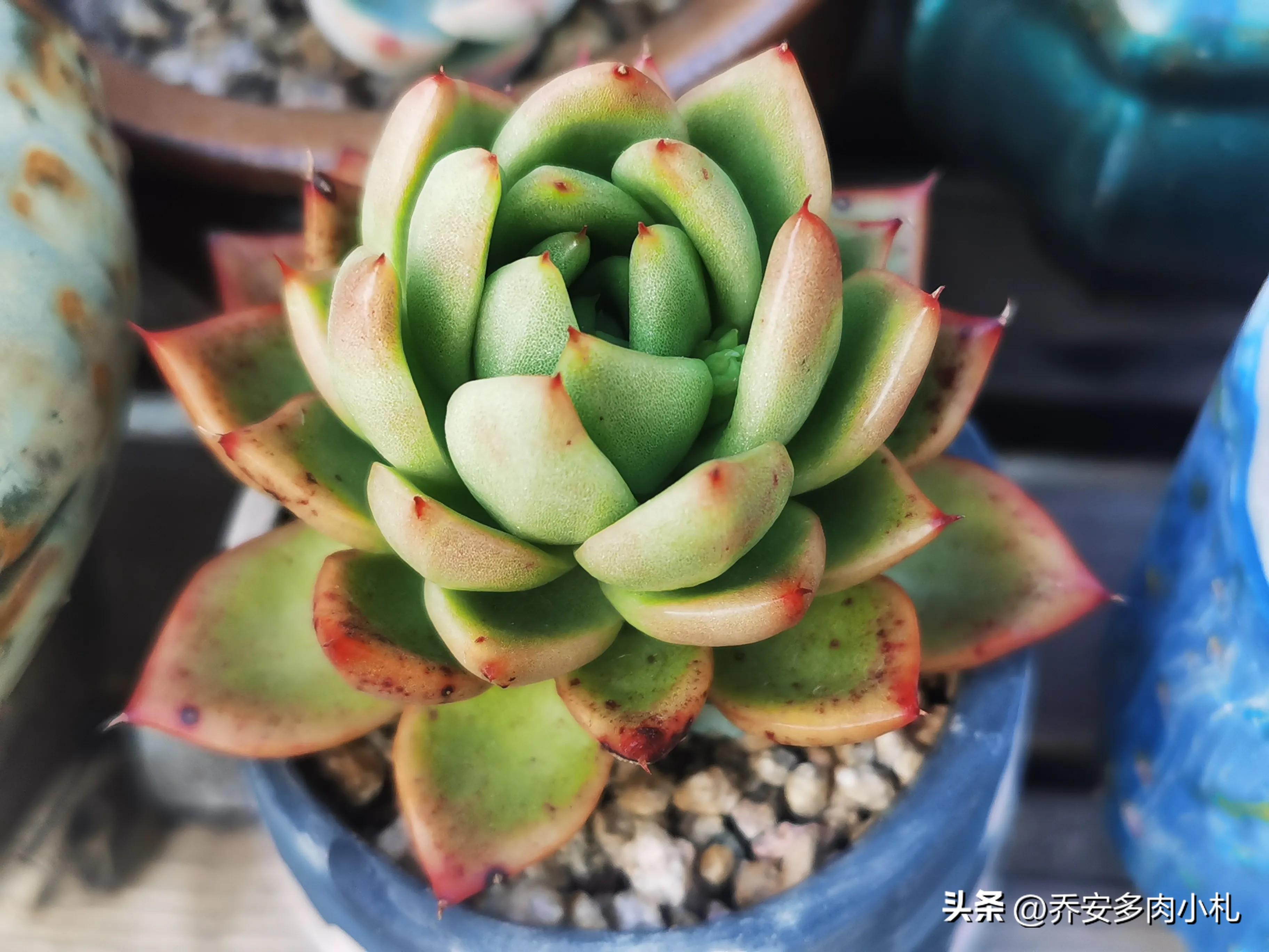 香水洛神多肉_香水洛神多肉有毒嗎_香水洛神多肉養護方法