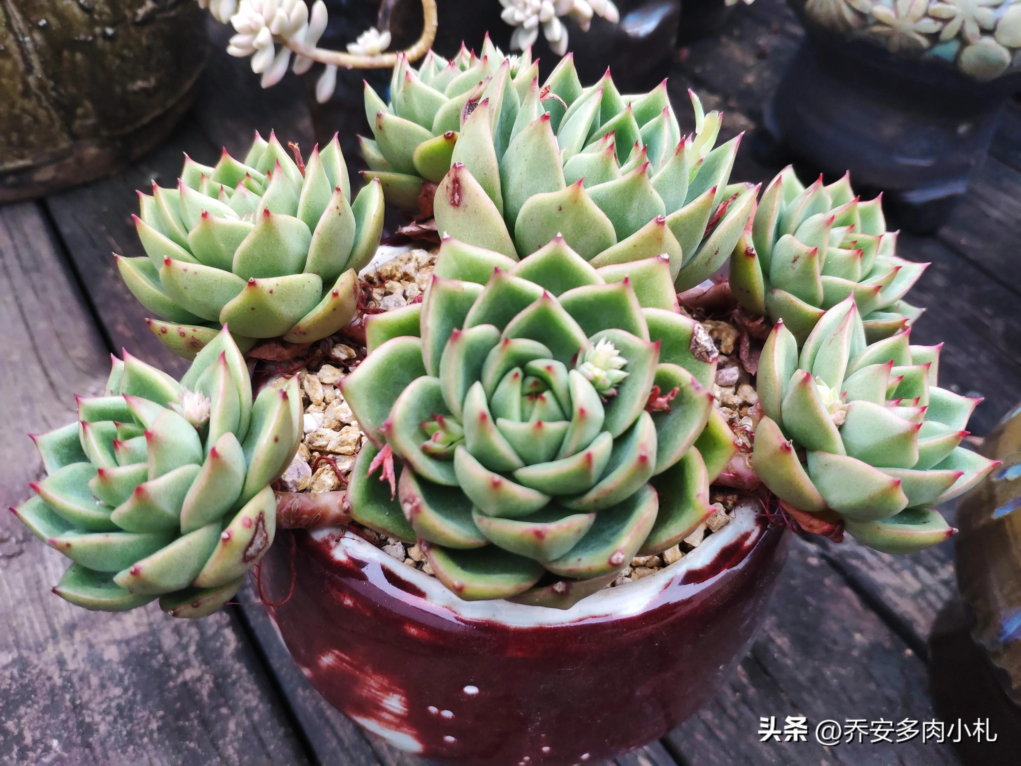 香水洛神多肉養護方法_香水洛神多肉有毒嗎_香水洛神多肉