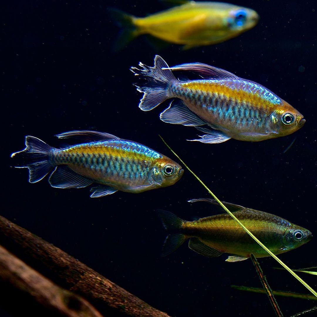 100種常見觀賞魚類名稱_有名的觀賞魚_觀賞魚的種類名字大全集