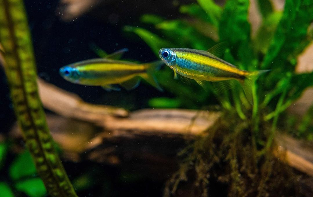 有名的觀賞魚_100種常見觀賞魚類名稱_觀賞魚的種類名字大全集