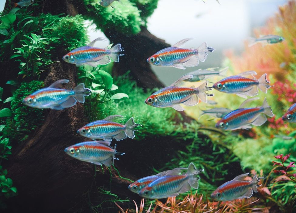 有名的觀賞魚_觀賞魚的種類名字大全集_100種常見觀賞魚類名稱