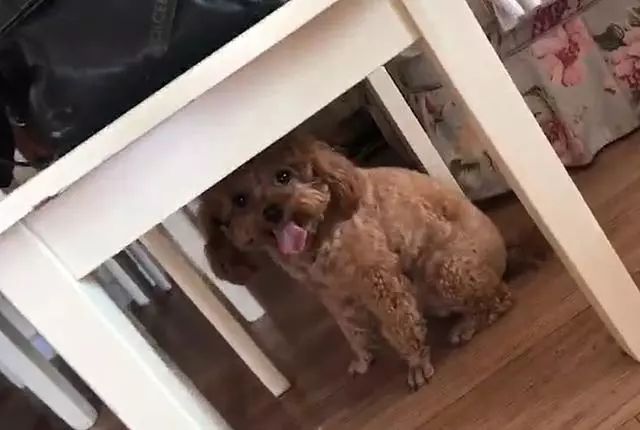 多肉泰迪熊能長多大_泰迪熊多肉_泰迪熊多肉的養殖