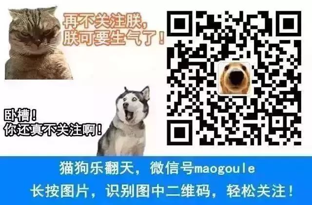 多肉泰迪熊能長多大_泰迪熊多肉的養殖_泰迪熊多肉