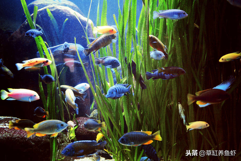 是回歸初心還是懶惰？卵胎生小魚才是體驗繁殖樂趣的首選