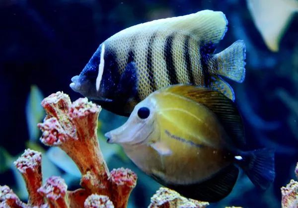 喜歡混養(yǎng)觀賞魚的朋友，知道哪些魚可以放在一起養(yǎng)嗎？