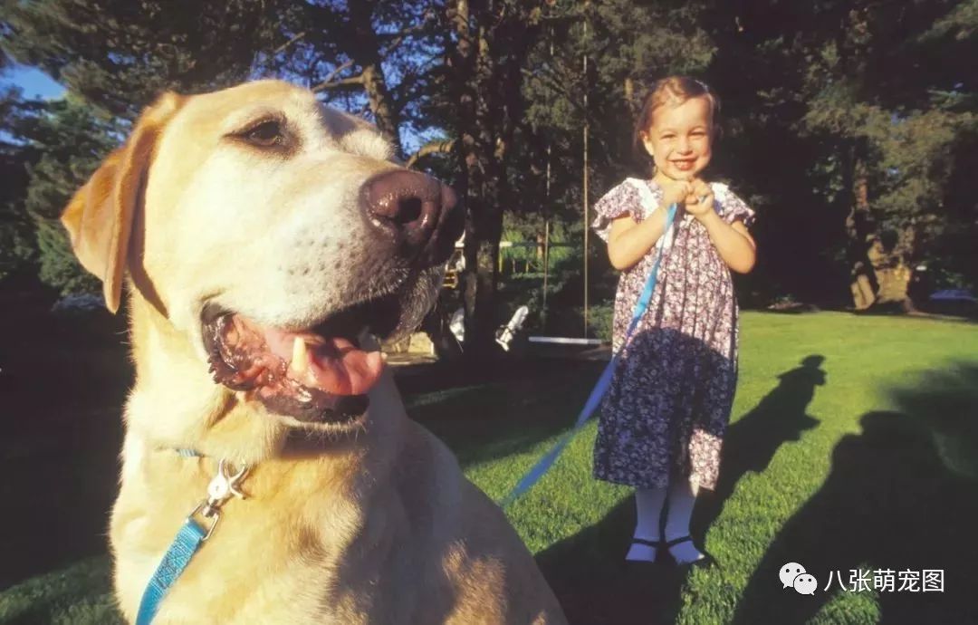 能狗說話聽懂人說話的人_能狗說話聽懂人說話嗎_狗能聽懂人說話嗎