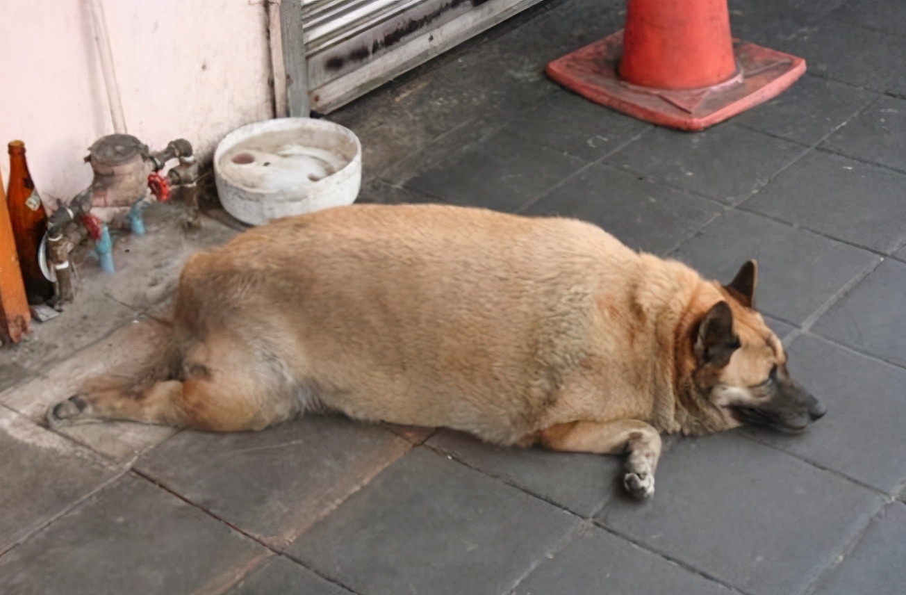 狗打呼嚕怎么回事_狗打呼嚕咋回事_狗子打呼嚕巨響