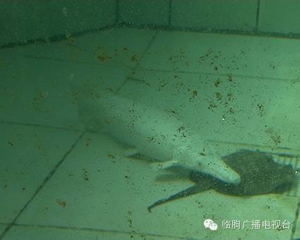 上海買魚的地方_上海哪里可以買觀賞魚_上海買海水魚