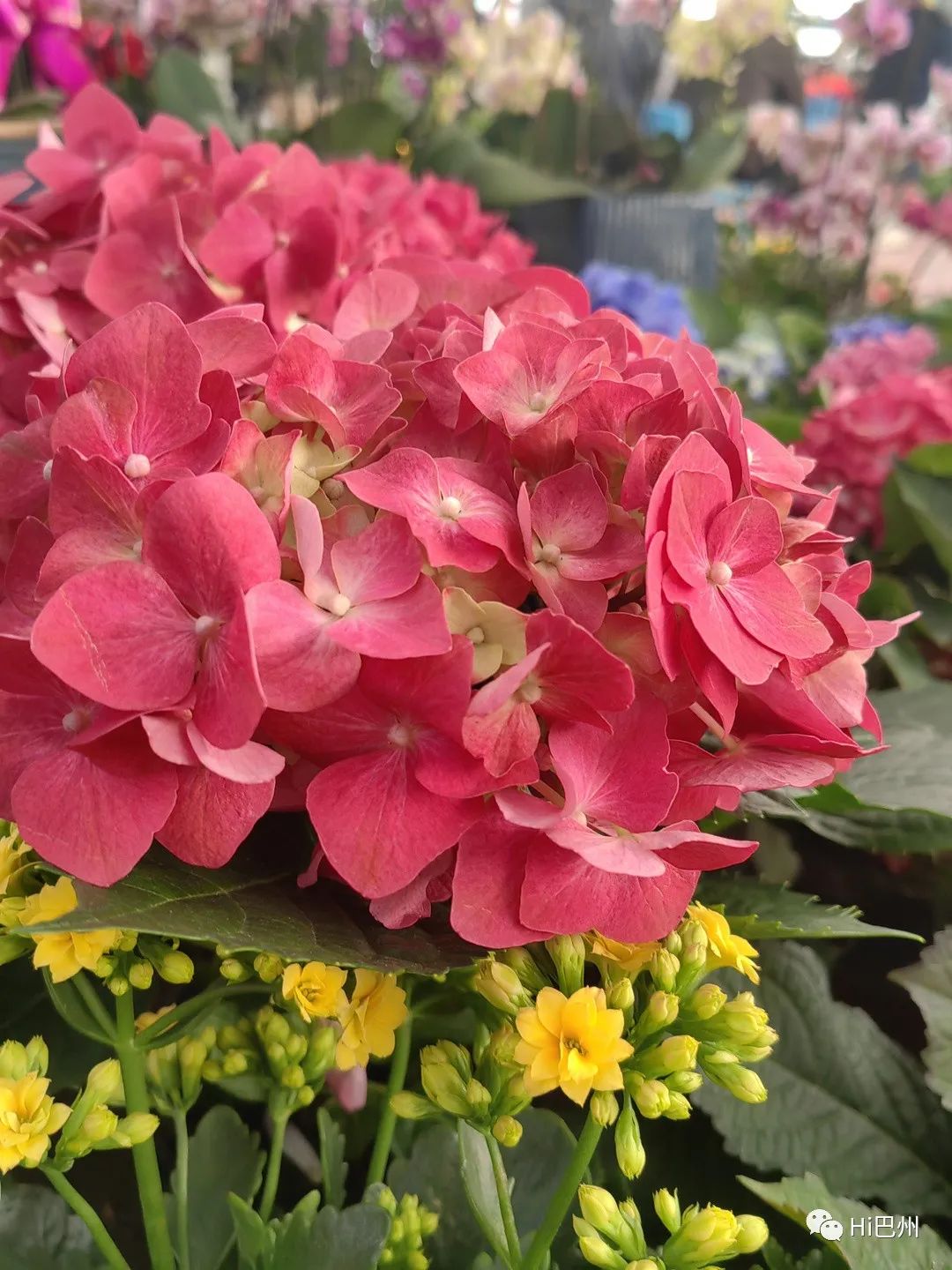 哪里可以批發觀賞魚_批發觀賞魚可以買嗎_觀賞魚批發市場進貨