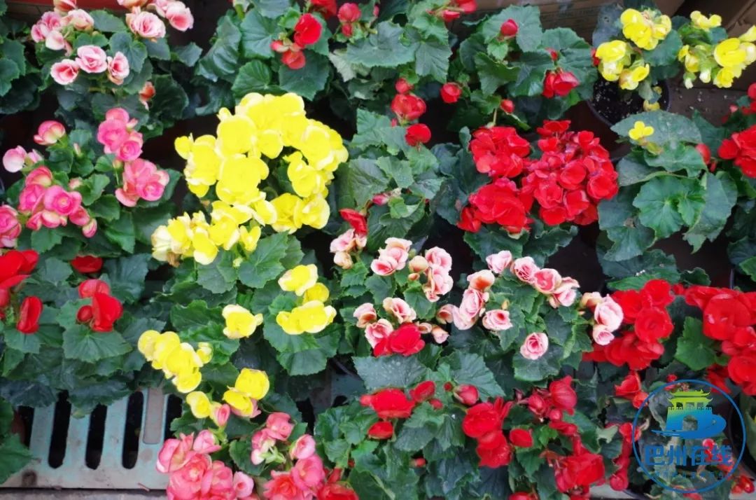 觀賞魚批發市場進貨_批發觀賞魚可以買嗎_哪里可以批發觀賞魚