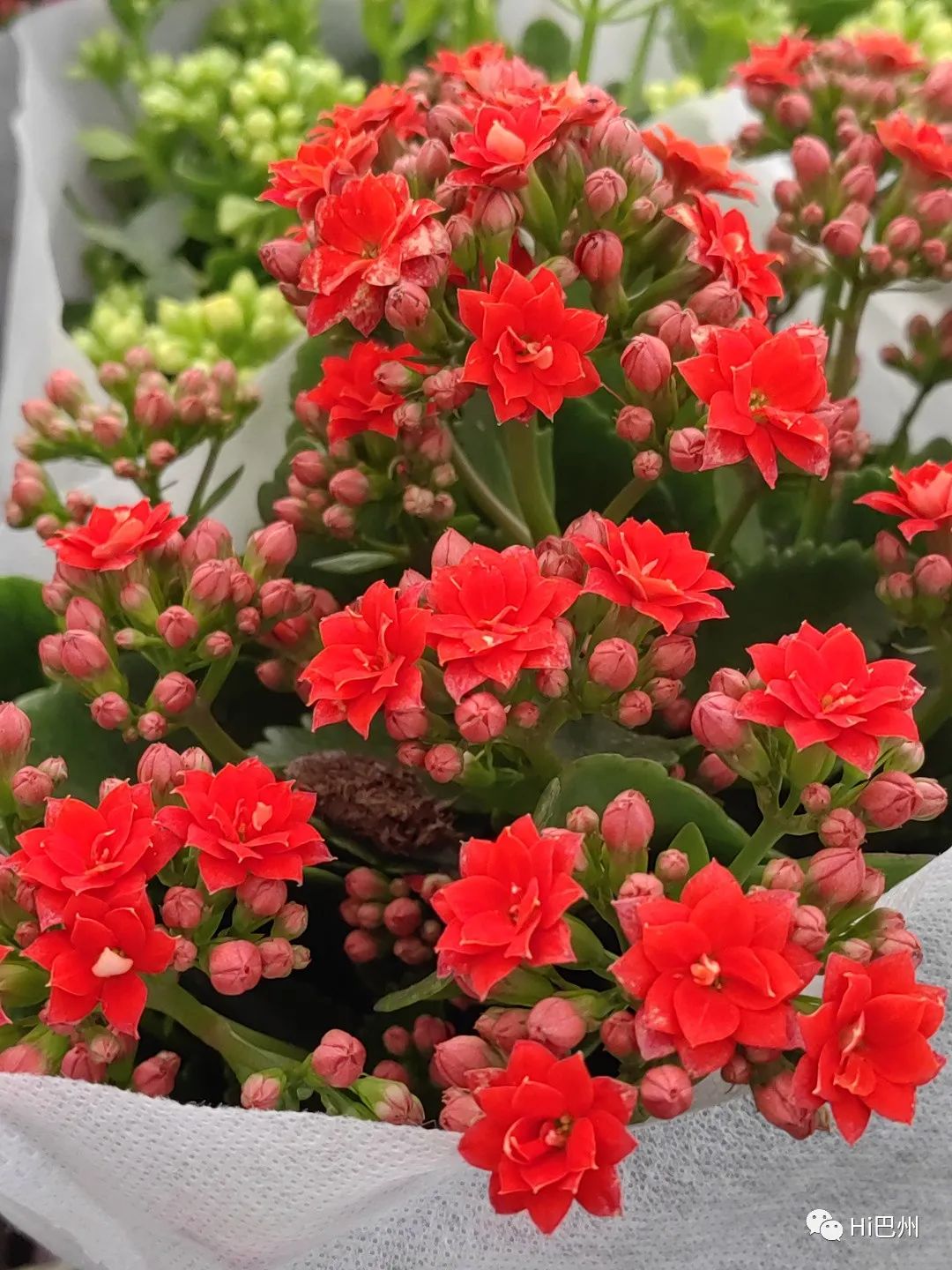 哪里可以批發觀賞魚_觀賞魚批發市場進貨_批發觀賞魚可以買嗎