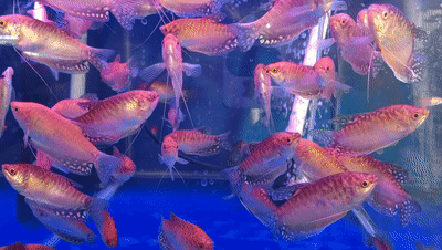 觀賞魚批發市場進貨_哪里可以批發觀賞魚_批發觀賞魚可以買嗎