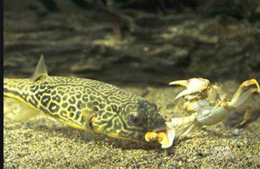 兇猛觀賞魚十大兇猛觀賞魚_觀賞魚什么魚最兇猛_兇狠觀賞魚