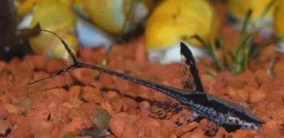 兇猛觀賞魚十大兇猛觀賞魚_觀賞魚什么魚最兇猛_兇狠觀賞魚