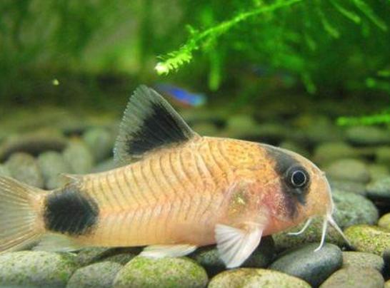 觀賞魚什么魚最兇猛_兇狠觀賞魚_兇猛觀賞魚十大兇猛觀賞魚