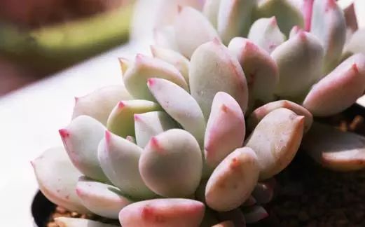 養植物肥多肉水培得大一些嗎_多肉植物大水大肥_水培多肉植物怎么養才養得又大又肥