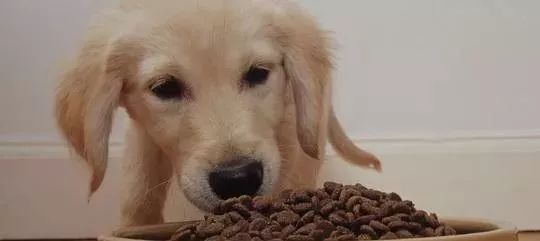 寵物狗驅(qū)蟲的正確方法_寵物狗驅(qū)蟲_寵物狗驅(qū)蟲藥多久吃一次