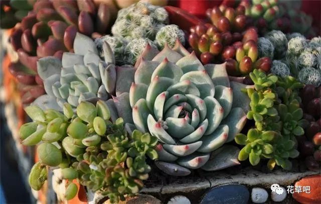 澆水多肉_多肉澆水可以澆在肉上嗎_多肉栽好了可以澆水嗎