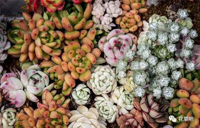 多肉澆水可以澆在肉上嗎_多肉栽好了可以澆水嗎_澆水多肉